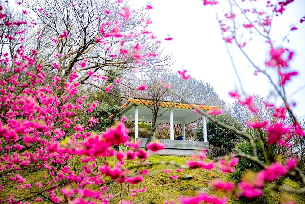 陽明山目前櫻花約開三成，預估春節連假期間迎來盛開。（圖／北市工務局提供）