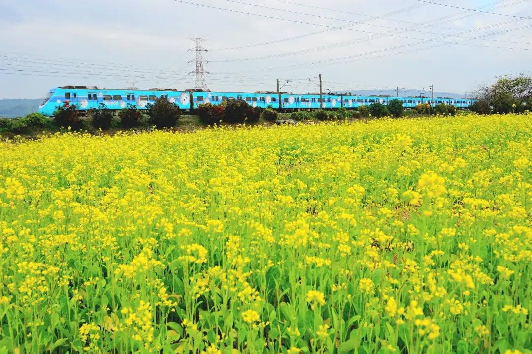 春節來賞花追彩繪列車！「微笑冠軍號」同框油菜花、波斯菊拍攝點曝光