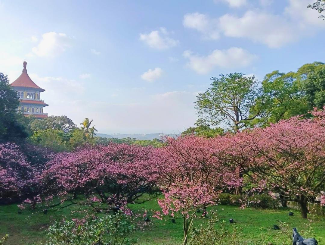 淡水天元宮「天山三色櫻」綻放三種花瓣色彩，成為新北市的春季「嬌」點。（圖／新北市政府提供）