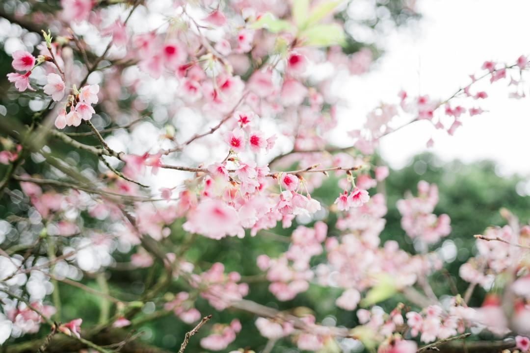 淡水天元宮滿溢著春天的氣息與浪漫的櫻花美景。（圖／新北市政府提供）