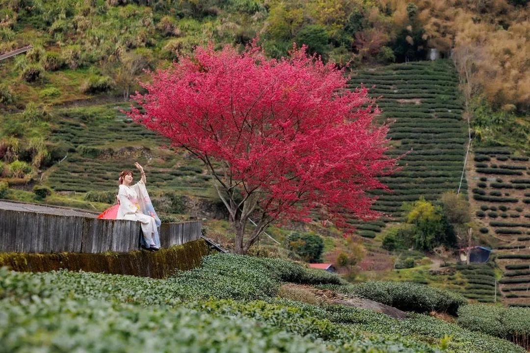 茶園梯田與高大的櫻花樹同框，紅綠雙色調拍起來很亮眼。（圖／IG@apple690523提供）