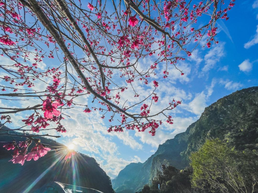 太魯閣晶英酒店周圍櫻花盛開，建議旅人把握花期賞櫻。（圖／業者提供）