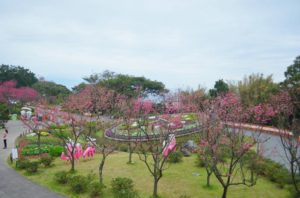 「陽明公園花鐘廣場」被櫻花樹環繞。（圖／台北市政府工務局提供）