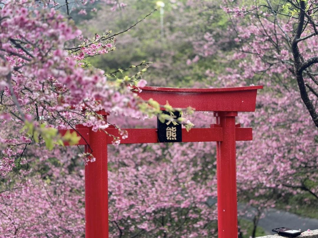 「三峽大熊櫻花林」三色櫻與紅色鳥居夢幻同框，整個畫面充滿日系美感。（圖／翻攝自三峽大熊櫻花林FB）