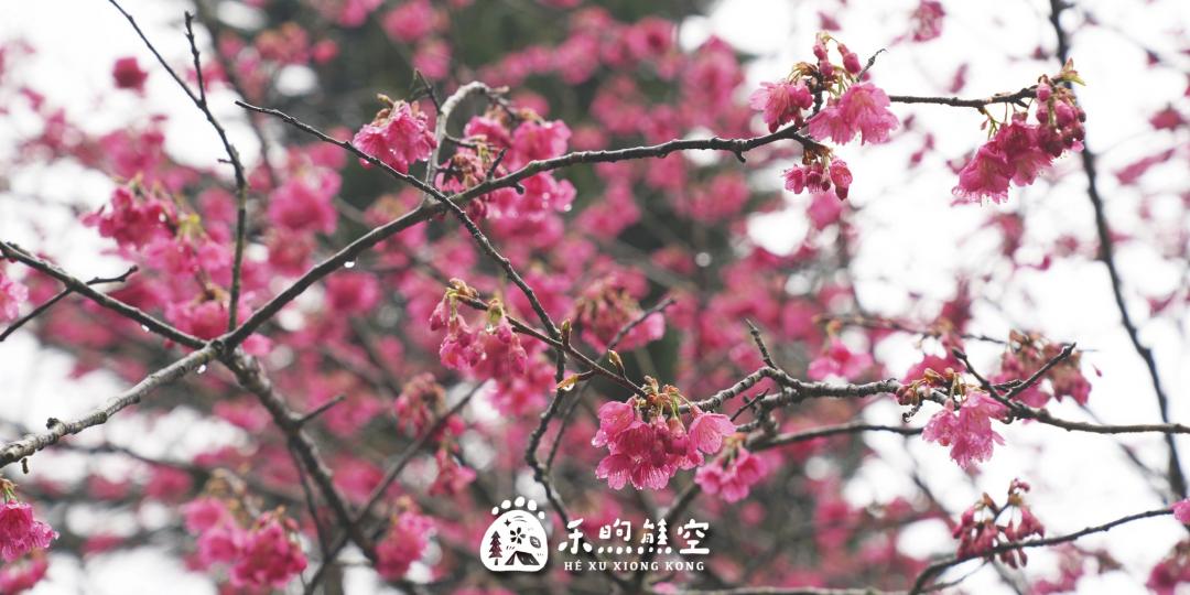 「禾煦熊空」預計今年櫻花季將從2月15日起展開。（圖／翻攝自禾煦熊空FB）