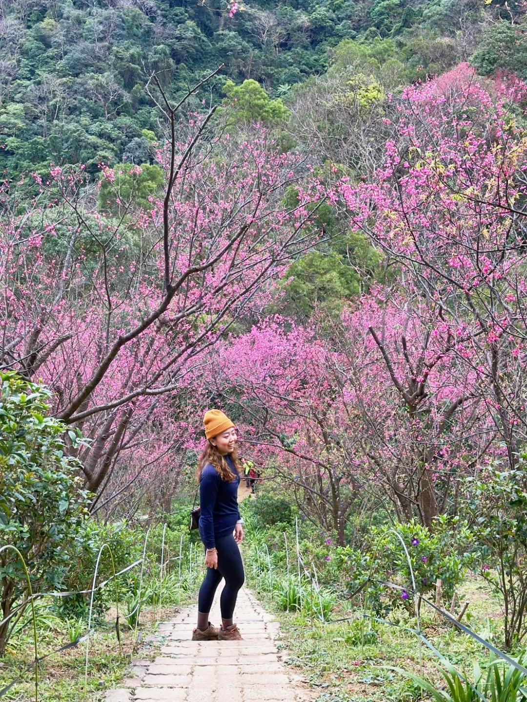 新北土城「太極嶺步道」的山櫻花粉嫩綻放，目前花開約7成左右。（圖／翻攝自賞花快報FB）