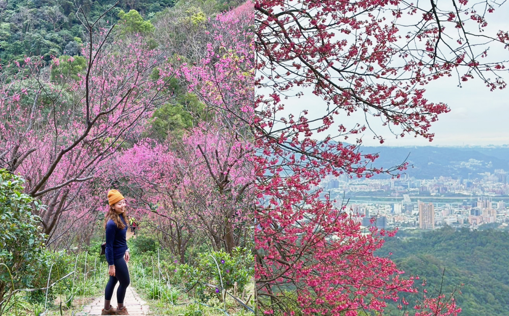 在地人才知道的賞花秘境！新北土城「101階櫻花隧道」登高健行格外療癒