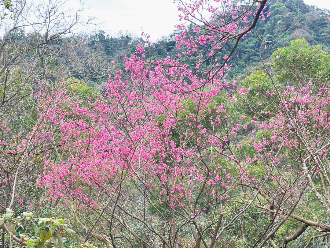 「太極嶺」賞櫻、健行、飽覽壯麗山景，是週末相當療癒的行程。（圖／翻攝自賞花快報FB）