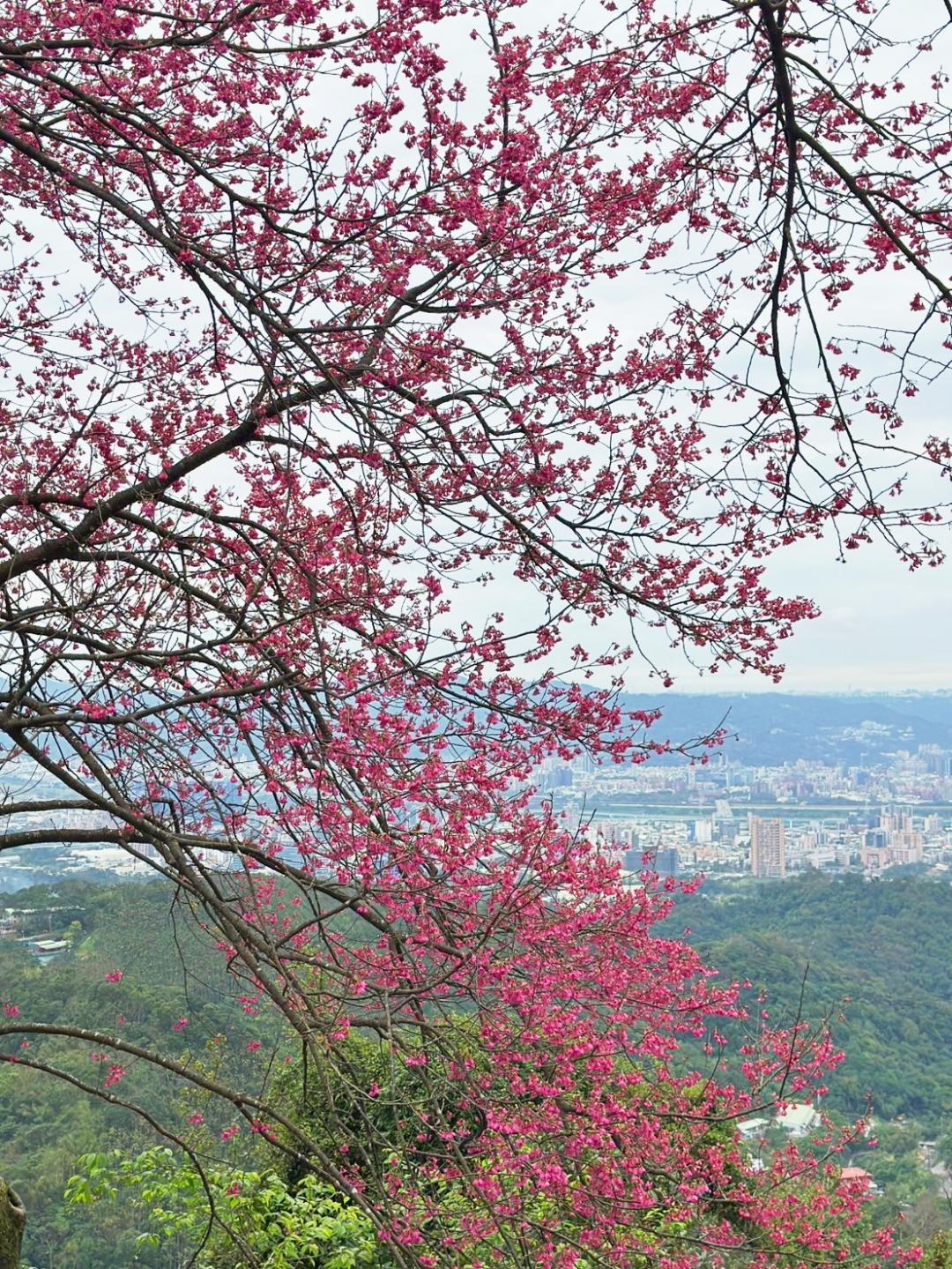 「太極嶺」為五城山系山腰間的一塊平台，登頂後視野相當開闊。（圖／翻攝自賞花快報FB）