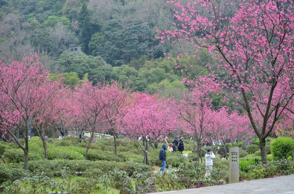 陽明山公園櫻花滿開，圖為櫻花溪流區山櫻花花況。（圖／北市公園處提供）