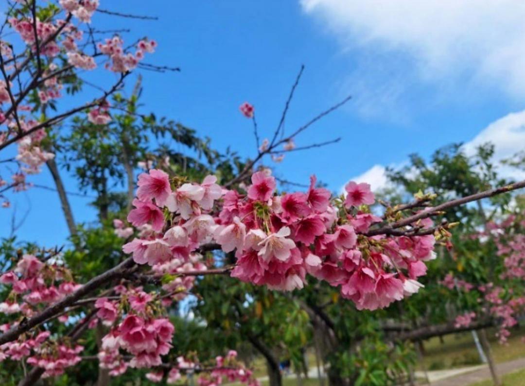 大安森林公園可欣賞到河津櫻。（圖／北市公園處提供）