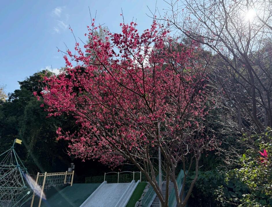 士林區天母公園的櫻花最新花況。（圖／北市公園處提供）