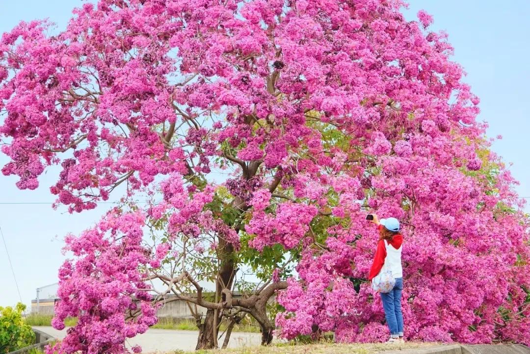 雲林巨無霸洋紅風鈴木不僅搶先盛開，花況也特別好。（圖／攝影師徐世超提供）