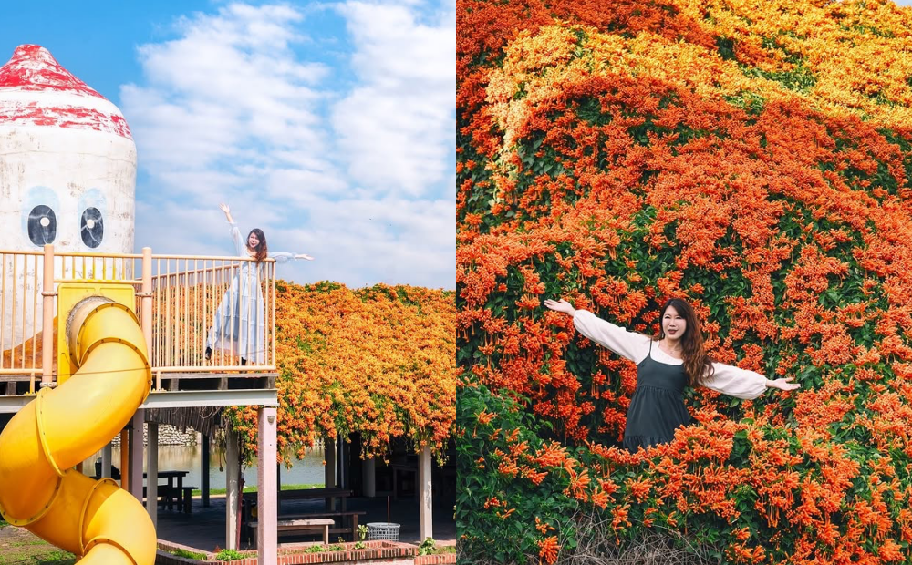 中南部４大「橘紅炮仗花秘境」必追！可愛鴨鴨、廢墟彩繪屋一起拍