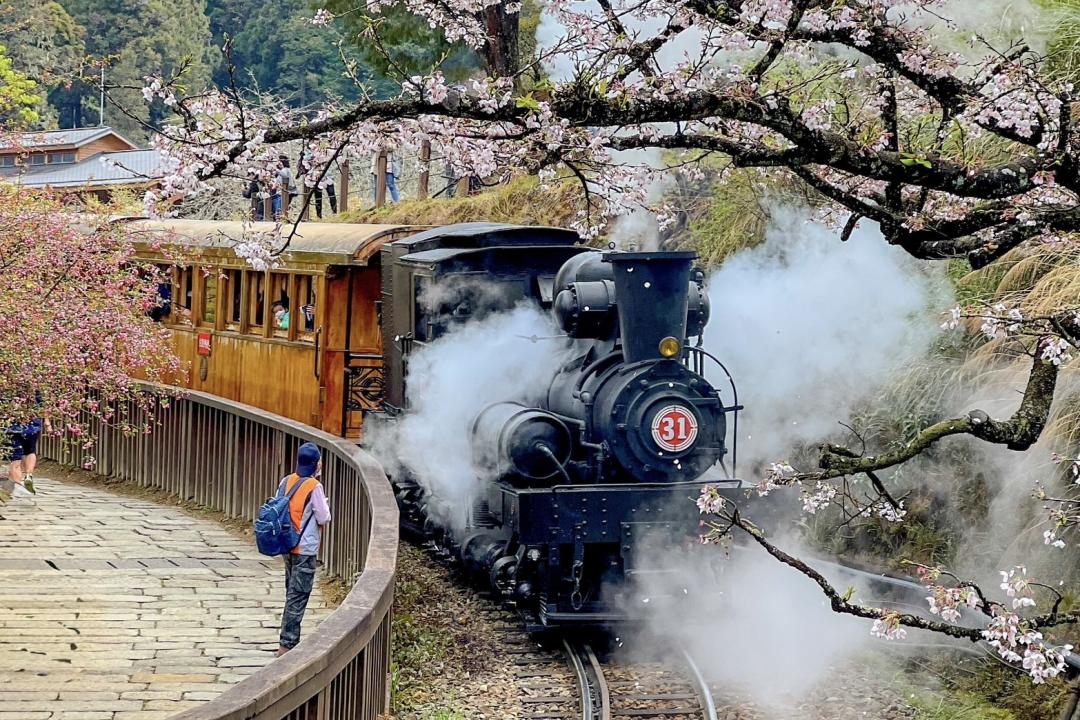 搭乘阿里山百年蒸汽火車穿梭櫻花隧道，或欣賞櫻花搭配日出與雲海的美景，都是遊客們的人氣玩法。（圖／業者提供）