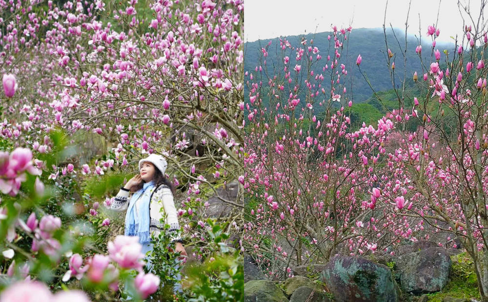 春季不只有櫻花！淡水「粉紅木蓮花秘境」爆開、入園送薑汁地瓜暖胃