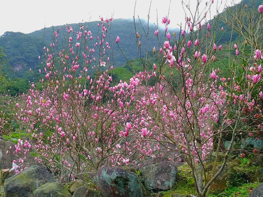 淡水楓樹湖周邊的木蓮花迎來花季，粉嫩綻放。（圖／翻攝自賞花快報FB）