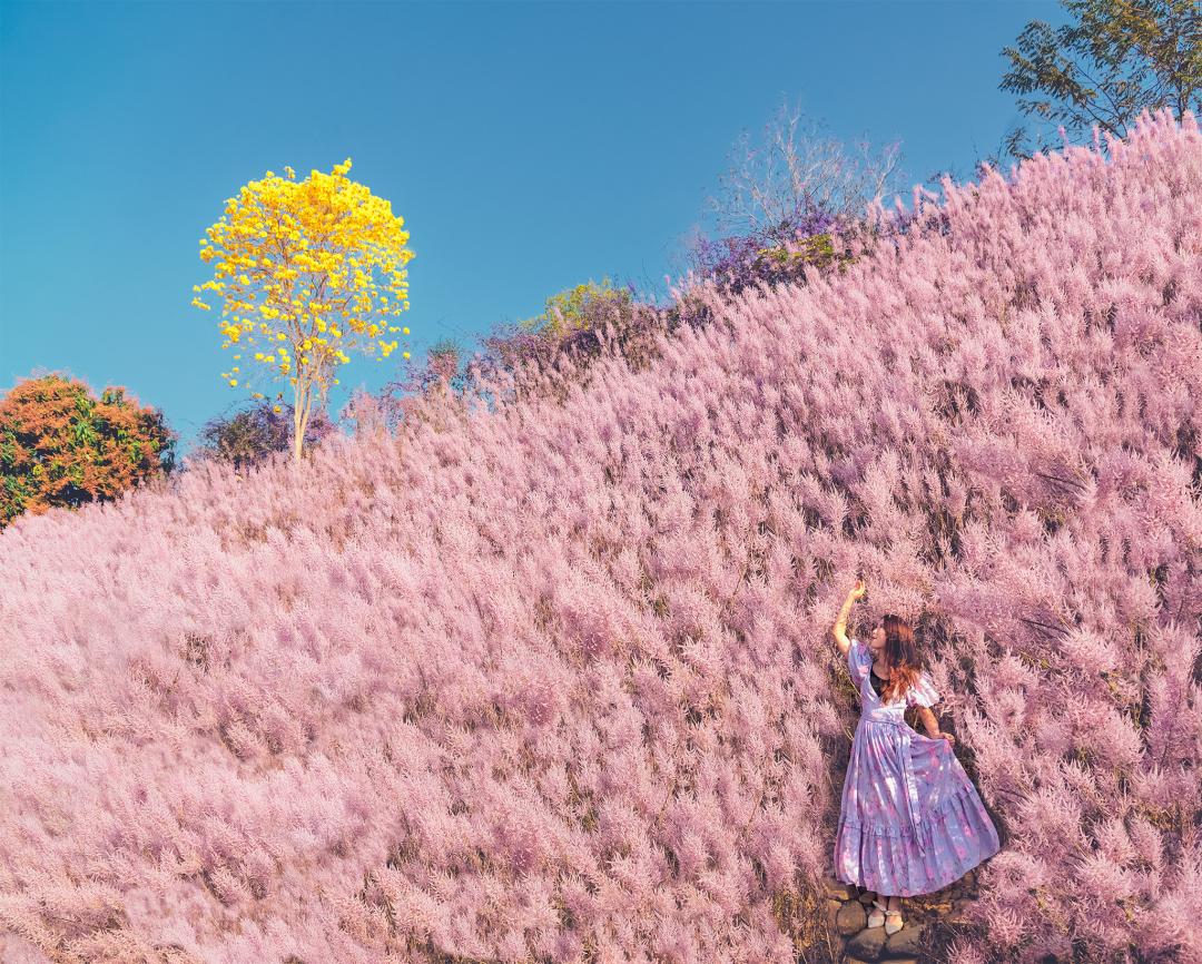 全台最大「粉紅山丘麝香木秘境」將自2月22日起正式開園。（圖為往年照，IG@molly888666提供）