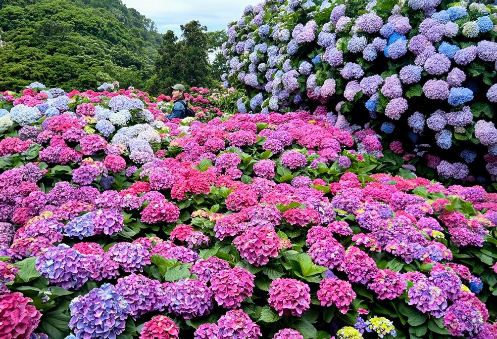 北投亞太溫泉飯店結合陽明山花季推住房優惠專案，圖為大梯田繡球花。（圖／飯店提供）