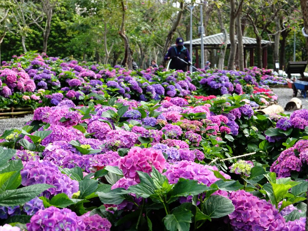 大安森林公園栽種 2,000多株繽紛繡球花，十分夢幻動人。（圖／翻攝自大安森林公園之友基金會FB）