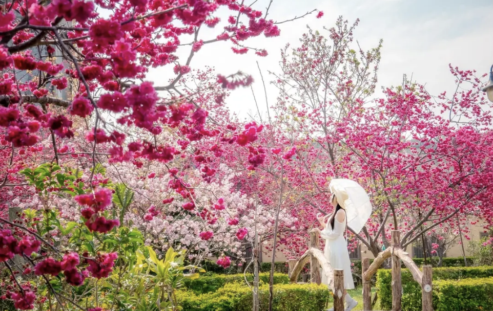 台中最親民的賞櫻景點！公園開滿雙色櫻花、同框小橋流水美翻