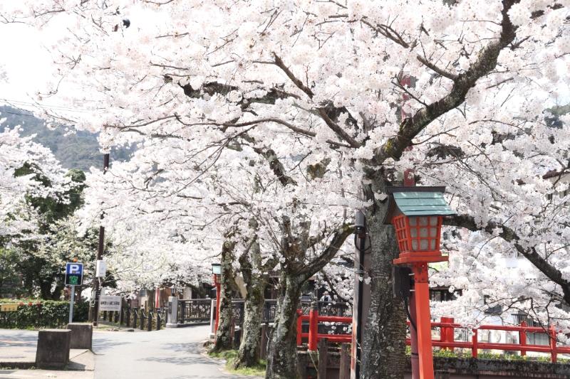 城崎溫泉「木屋町小路」粉色櫻花與朱紅燈籠的景象吸引許多遊客駐足拍攝。（圖／豐岡市・Visit Kinosaki提供）