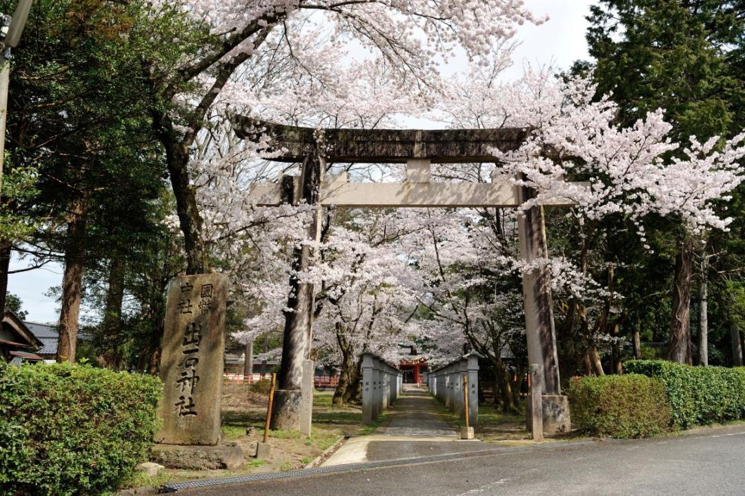 「出石城跡」前後盛開的兩個櫻花品種，讓賞花時期長達一個月。（圖／豐岡市・Visit Kinosaki提供）