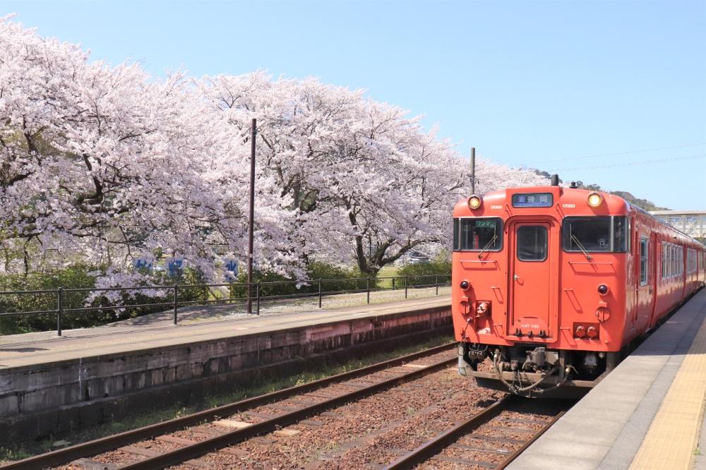 「JR竹野站」月台旁就有整片櫻花。（圖／豐岡市・Visit Kinosaki提供）