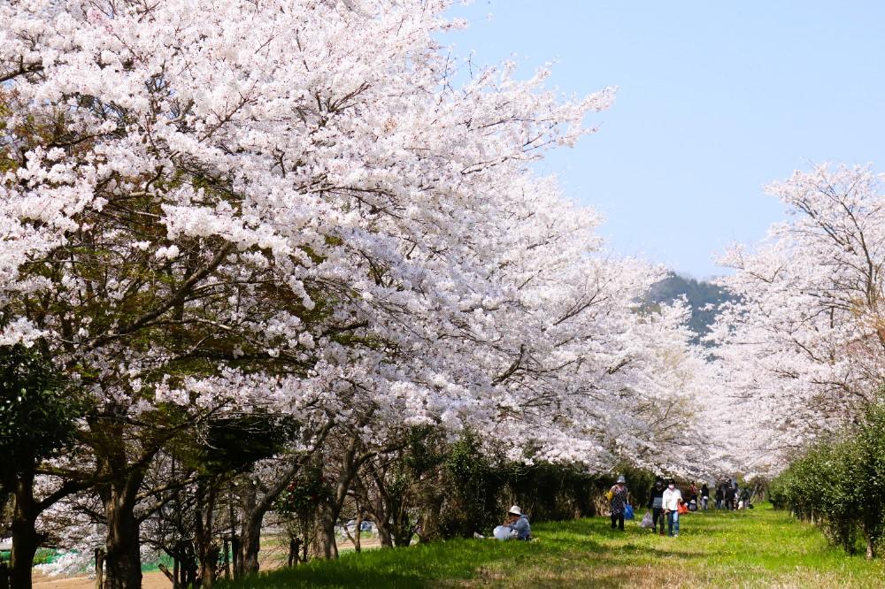 「JR國府站」附近圓山川的河岸旁，約1200棵櫻花林立。（圖／豐岡市・Visit Kinosaki提供）