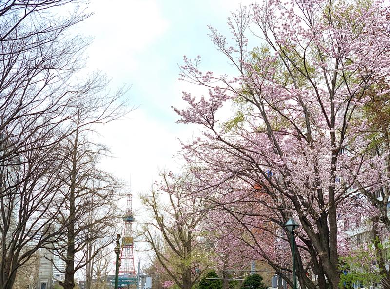 日本賞櫻野餐攻略！櫻花主題美食、推薦公園場地、必知禮節體驗完美「花見」