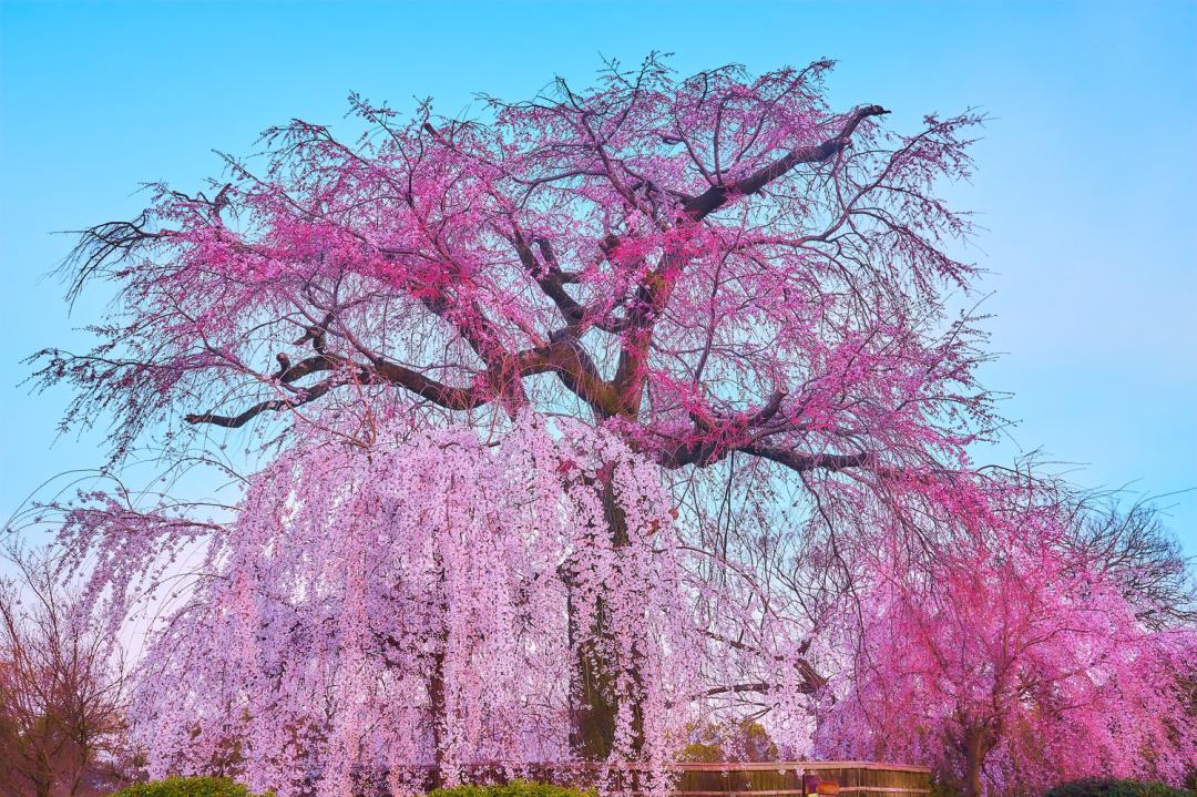 日本賞櫻野餐攻略！櫻花主題美食、推薦公園場地、必知禮節體驗完美「花見」