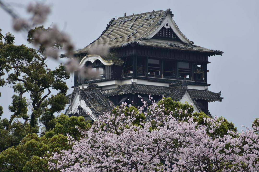 日本賞櫻野餐攻略！櫻花主題美食、推薦公園場地、必知禮節體驗完美「花見」