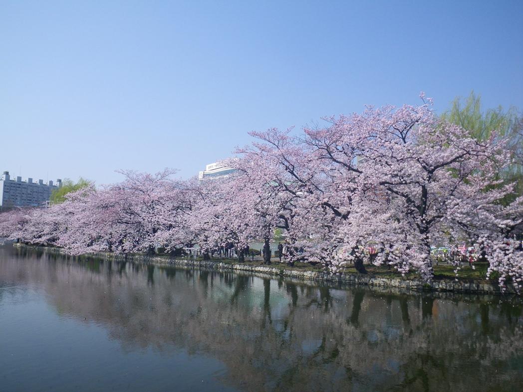 日本櫻花提前開了！東京３處私房景點賞早春河津櫻、２公里花海長廊