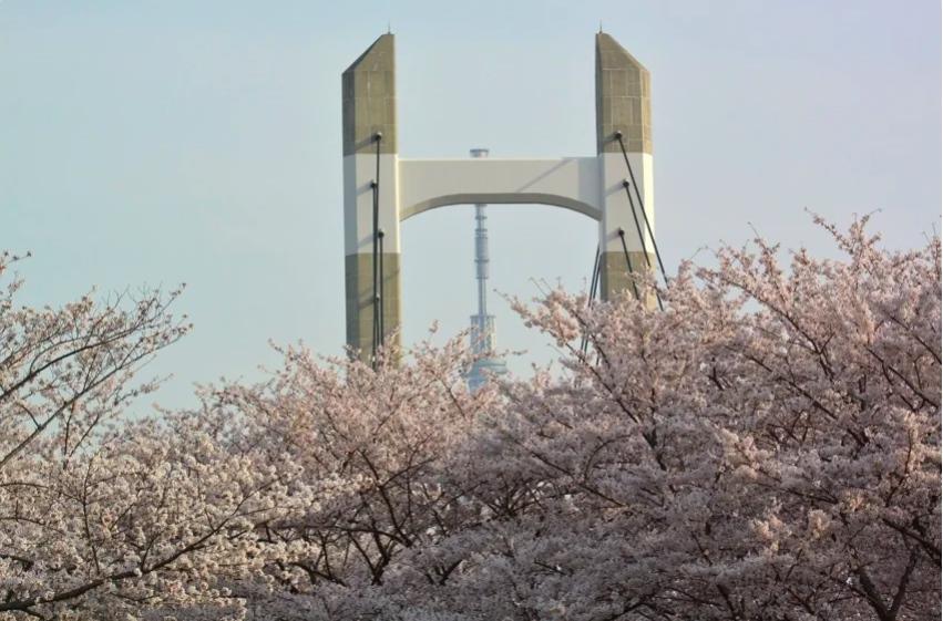 日本櫻花提前開了！東京３處私房景點賞早春河津櫻、２公里花海長廊