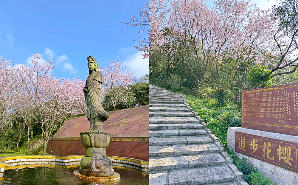 新北三芝櫻花季登場！走步道賞夜櫻、寺廟秘境粉白雙色花海爆開