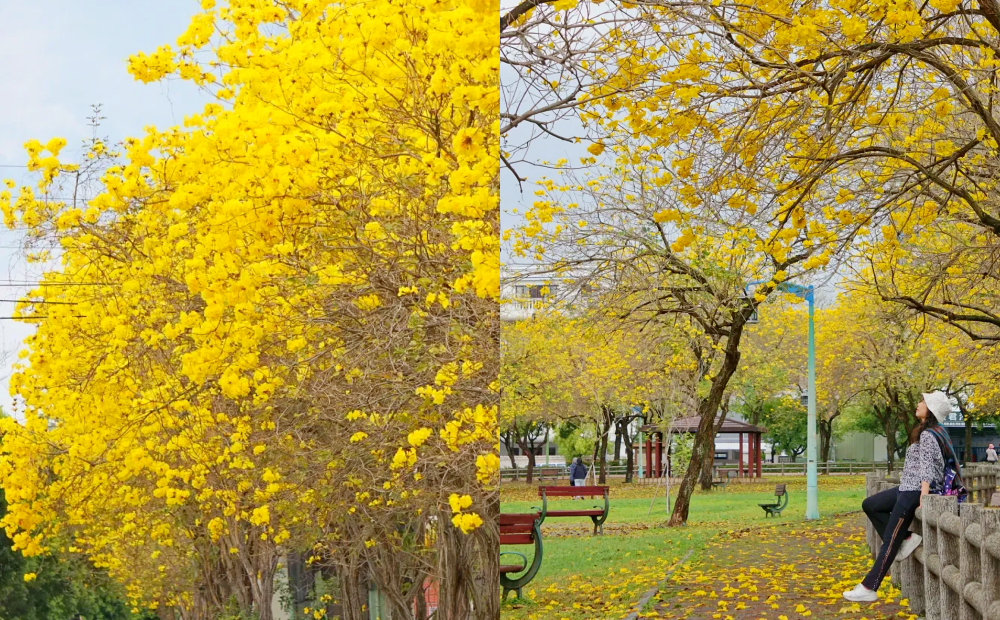 中南部「黃花風鈴木」即時花況曝光！長達５公里黃金大道、最美公園滿炸