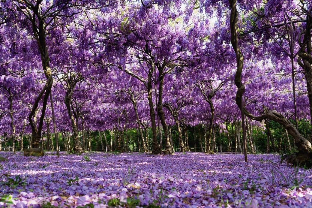 北台灣最大紫藤花名所「淡水紫藤花園」預告將於3月20日開園。（圖／翻攝自淡水紫藤花園粉專，圖為往年花況）