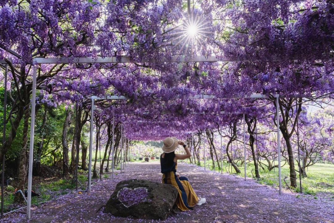 浪漫的紫藤花瀑隧道，每年吸引遊客朝聖打卡。（圖／翻攝自淡水紫藤花園粉專，圖為往年花況）