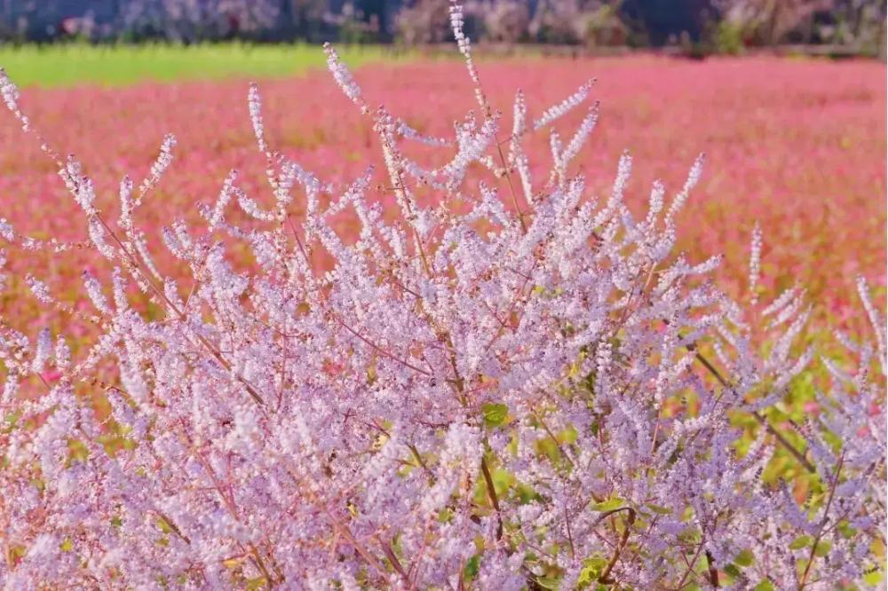 南投集集「和平快樂田園」麝香木與紅蕎麥開得正美。（圖／攝影師徐世超提供）