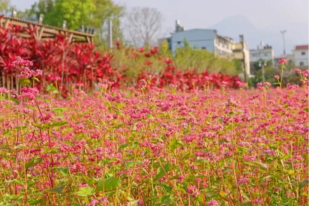 園主栽種從日本引進的紅蕎麥，鮮豔的紅色系美景相當吸睛。（圖／攝影師徐世超提供）