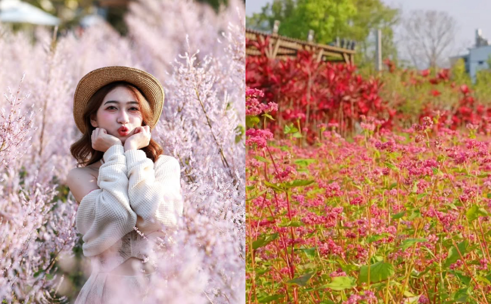 粉嫩麝香木、紅蕎麥一次拍！南投4千坪賞花熱點3/15重新回歸