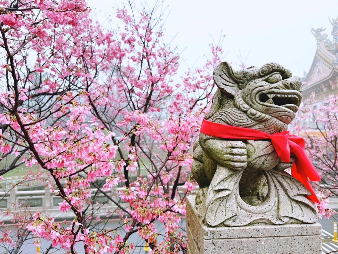 每逢春季櫻花季，粉嫩花海盛開，襯得竹林山觀音寺更加華麗。（圖／翻攝自賞花快報FB）