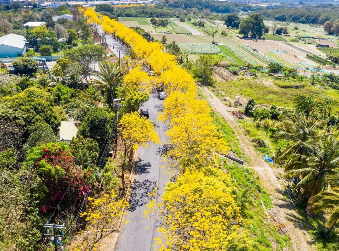 嘉義市黃花風鈴木正值花季，空拍宛如壯觀的「黃金巨龍」。（圖／嘉義縣政府提供）