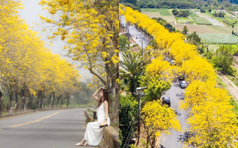 嘉義黃花風鈴木爆炸盛開！空拍黃金大道超壯觀、絕美花況跟著打卡