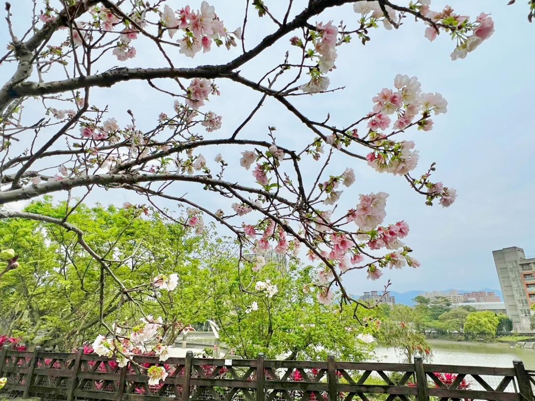 「心湖櫻花步道」花景搭配湖景，勾勒出北大粉嫩的春天。（圖／翻攝自賞花快報FB）