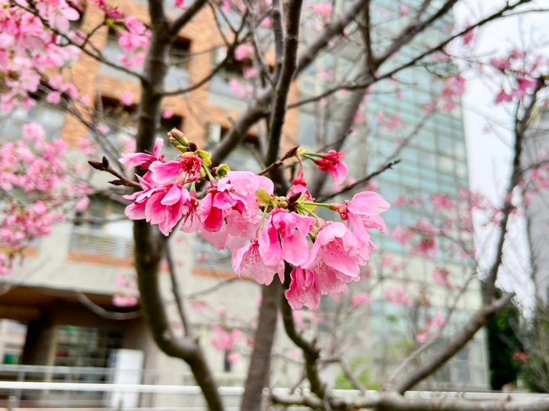 台北大學2018年在三峽校區種植近600棵吉野櫻，讓整座校園都充滿櫻花美景。（圖／翻攝自賞花快報FB）