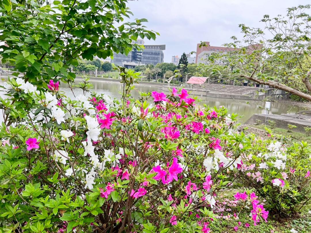 心湖周圍種滿粉嫩櫻花、杜鵑花及許多花草植物。（圖／翻攝自賞花快報FB）