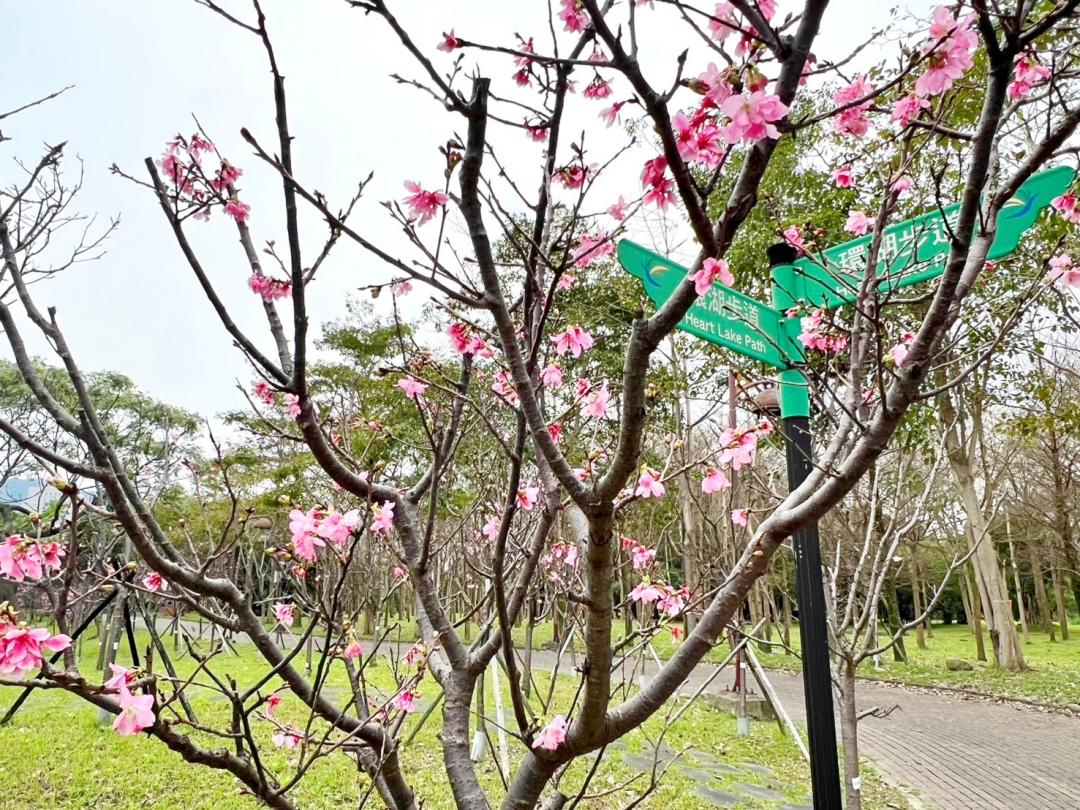 台北大學三峽校區3月23日在新湖畔舉辦櫻花祭活動。（圖／翻攝自賞花快報FB）