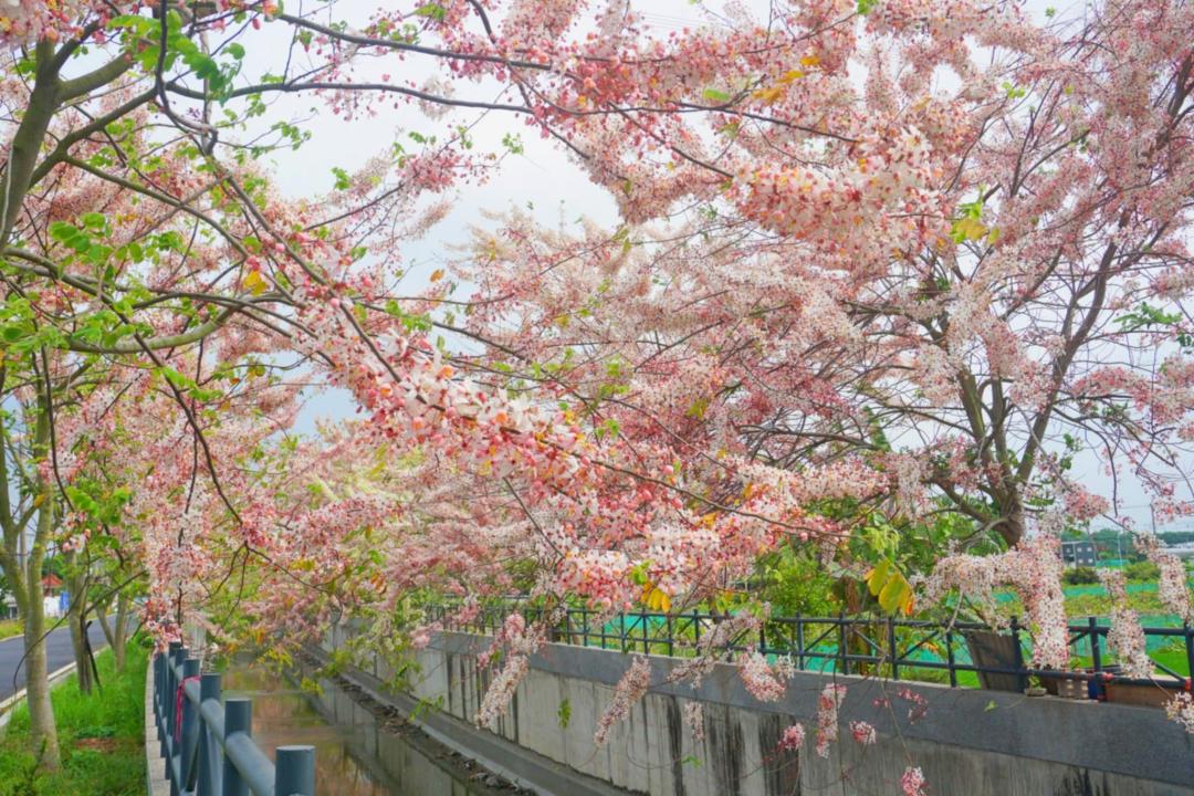 彰化賞花新秘境鄰近彰化高鐵站，花旗木大道綿延超過500公尺。（圖／攝影師徐世超提供）