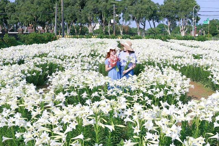 桃園２萬朵「純白百合花園」大滿開！巨型愛心花海趁母親節來打卡